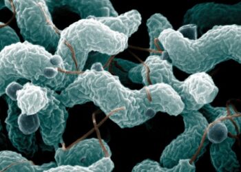 bacteria