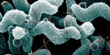 bacteria