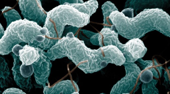 bacteria