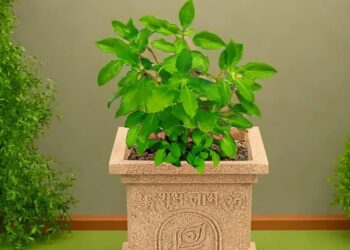 tulsi