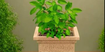 tulsi