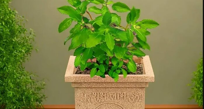 tulsi