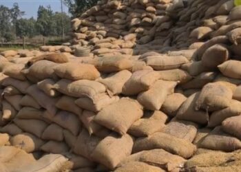 paddy procurement center
